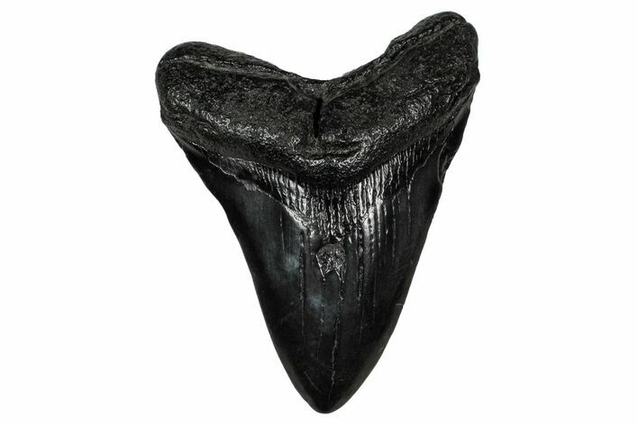 Fossil Megalodon Tooth - South Carolina #340288